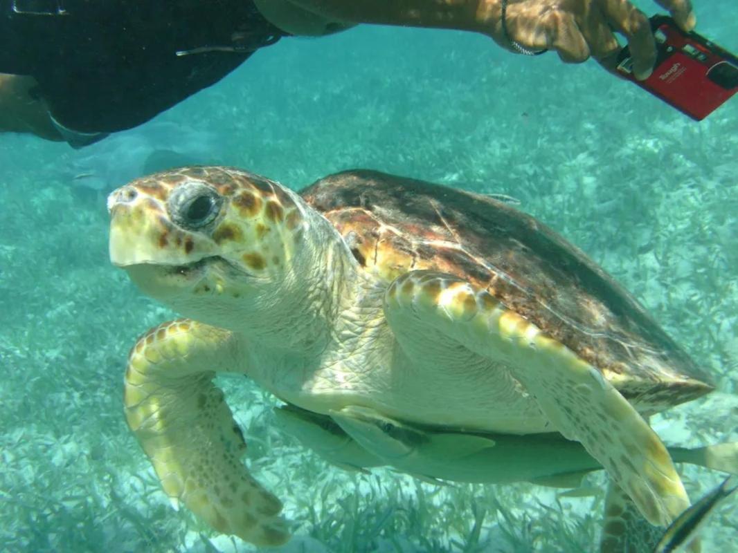 Tropical Paradise Express Кей-Колкер Экстерьер фото