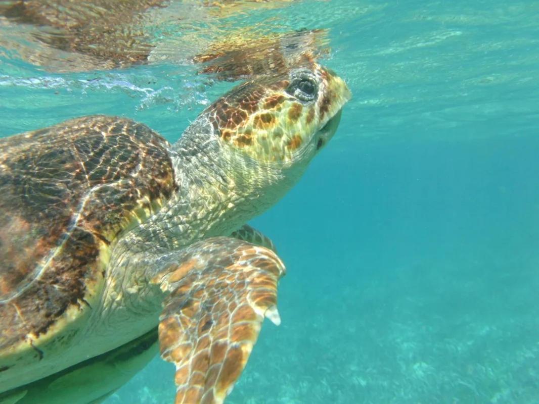 Tropical Paradise Express Кей-Колкер Экстерьер фото